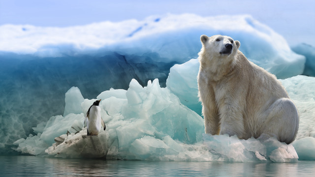 Polar bear rock water penguin free wallpaper for desktop - medium preview image