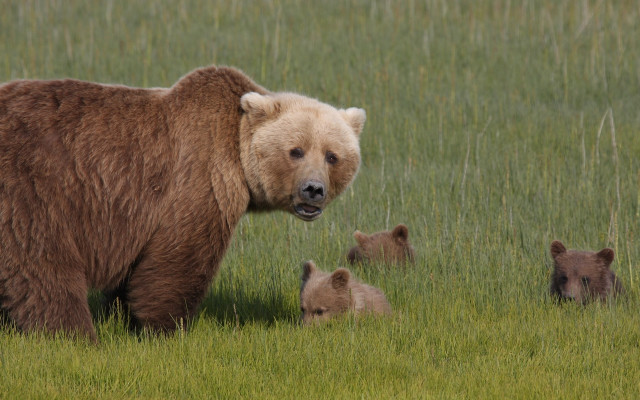 Brown bear cubs grassy field free wallpaper for desktop - medium preview image