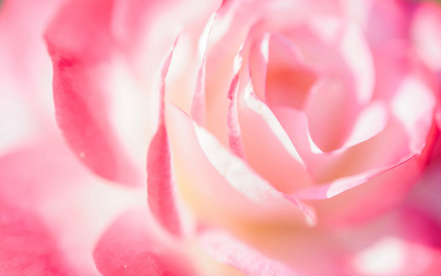 Pink rose white petal green free wallpaper for desktop - medium preview image