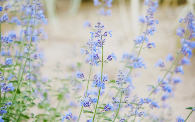 Blue flowers field shallow depth free wallpaper for desktop - medium preview image