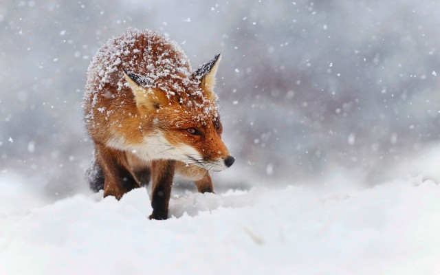 Red fox winter woods snow free wallpaper for desktop - medium preview image