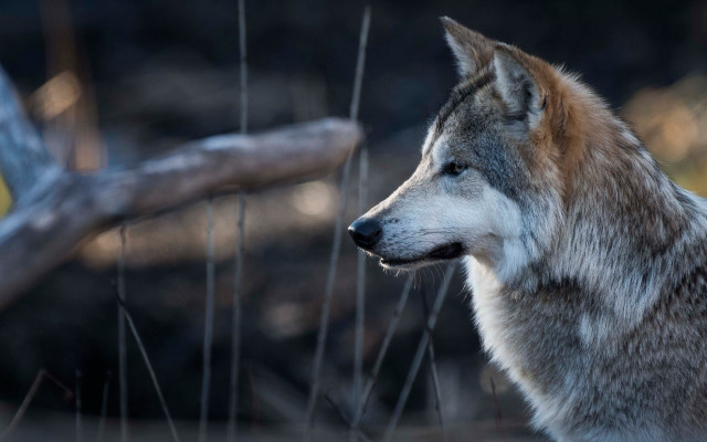 Wolf field tree log blurry free wallpaper for desktop - medium preview image