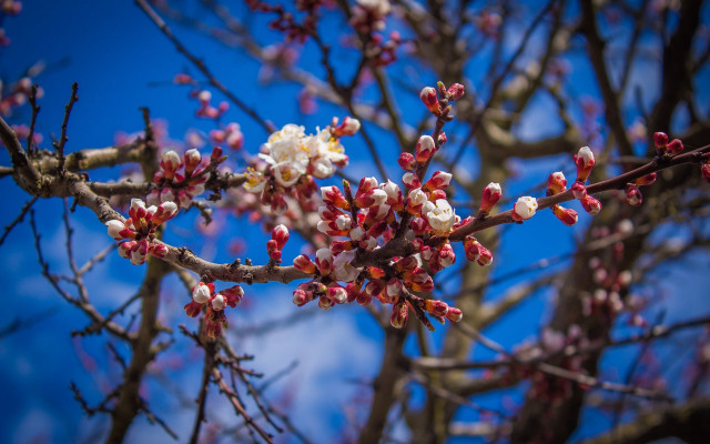 Cherry blossoms spring architecture shimmy free wallpaper for desktop - medium preview image