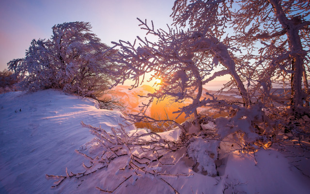 Sunshine branches snow forest autumn free wallpaper for desktop - medium preview image