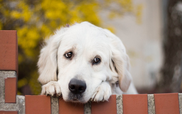 Sad shiba inu dog brick free wallpaper for desktop - medium preview image