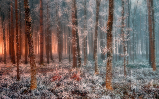 Snowy forest frosted trees matte free wallpaper for desktop - medium preview image