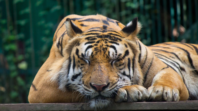 Tiger laying wooden platform zoo free wallpaper for desktop - medium preview image