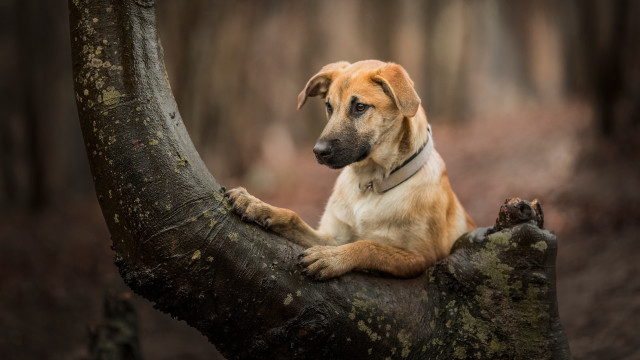 Dog sitting tree branch sad free wallpaper for desktop - medium preview image