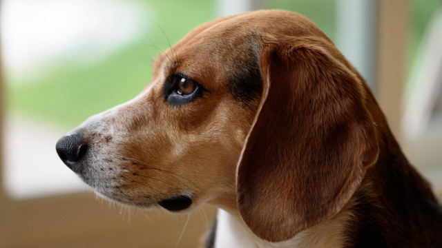 Dog looking out window blurry free wallpaper for desktop - medium preview image