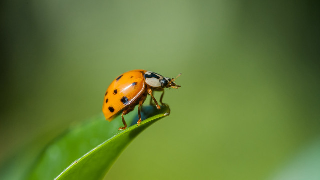 Ladybug green leaf sunny macro free wallpaper for desktop - medium preview image