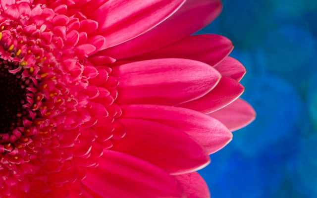 Pink flower blue background macro #3 free wallpaper for desktop - medium preview image