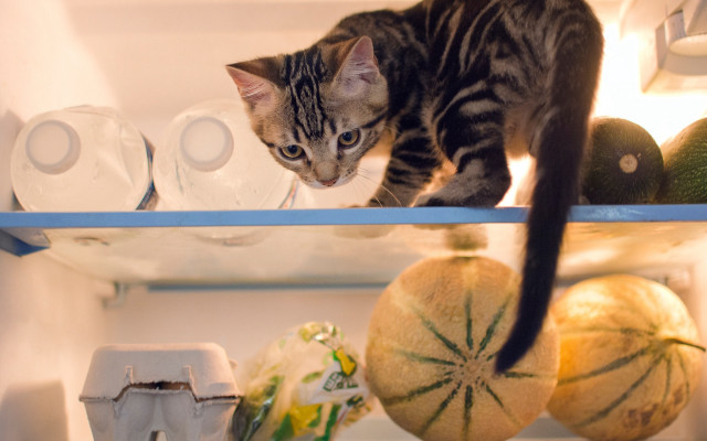 Cat shelf refrigerator food blurry free wallpaper for desktop - medium preview image