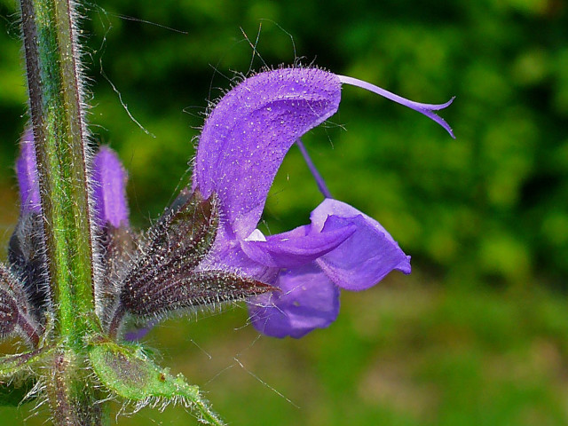 Purple flower green background blurry #2 free wallpaper for desktop - medium preview image
