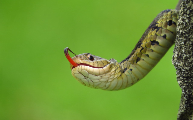 Snake cobra illustration green background free wallpaper for desktop - medium preview image