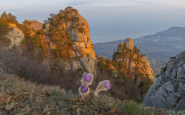 Purple flowers rocky hillside mountains free wallpaper for desktop - medium preview image