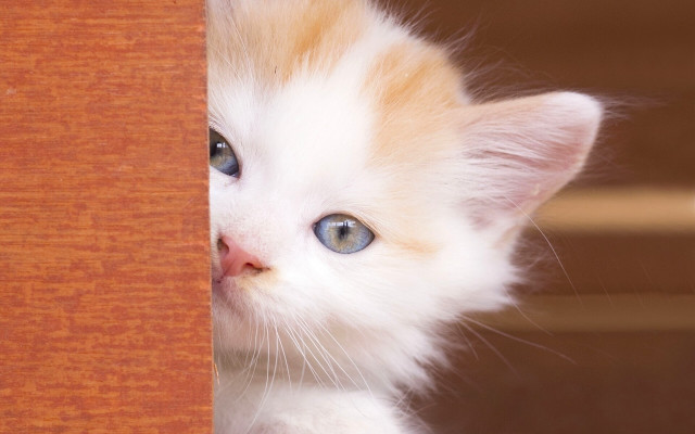 Kitten peeking wooden door blue #2 free wallpaper for desktop - medium preview image