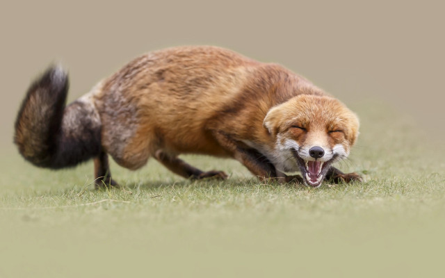 Fox rolling grass open mouth free wallpaper for desktop - medium preview image