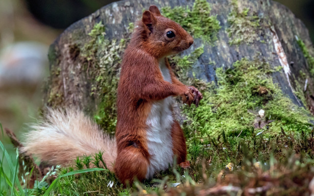 Squirrel primivitism puzzle photograph mossy free wallpaper for desktop - medium preview image