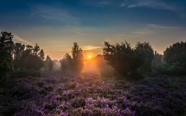 Sunset tree purple flowers forest free wallpaper for desktop - medium preview image