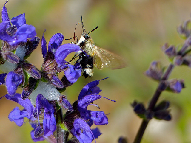 Bees purple flower macro bug free wallpaper for desktop - medium preview image
