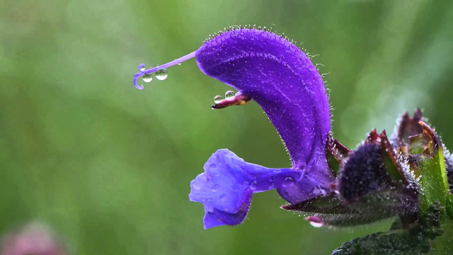 Purple flower water droplets green free wallpaper for desktop - medium preview image