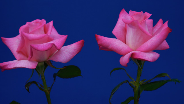 Pink roses blue background naturalisme free wallpaper for desktop - medium preview image