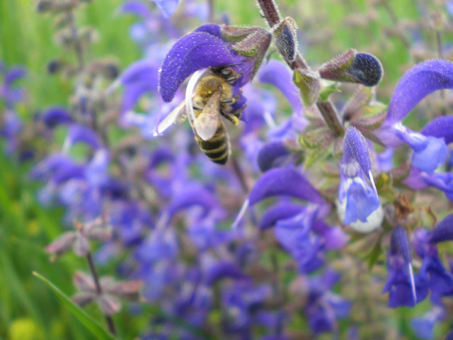 Bee purple flower blue field free wallpaper for desktop - medium preview image