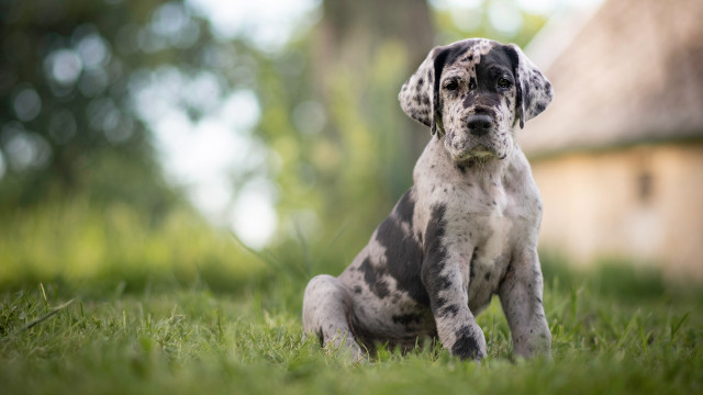 Dog grass house trees bokeh free wallpaper for desktop - medium preview image