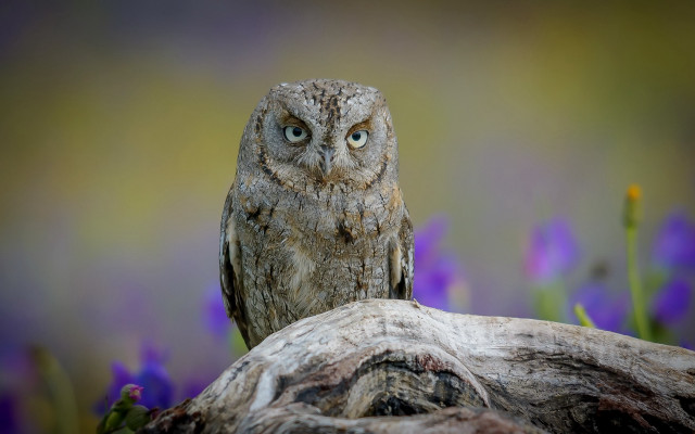 Owl closeup tree stump flowers free wallpaper for desktop - medium preview image