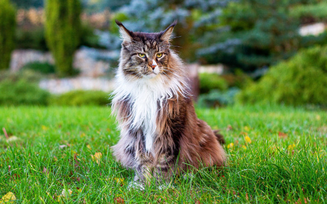 Regal cat in grass bokeh free wallpaper for desktop - medium preview image