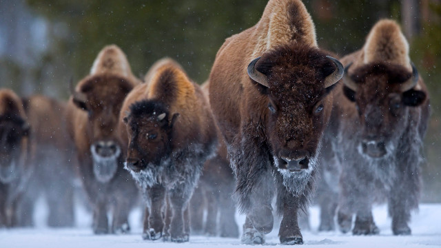 Bison winter snowy woods nature free wallpaper for desktop - medium preview image