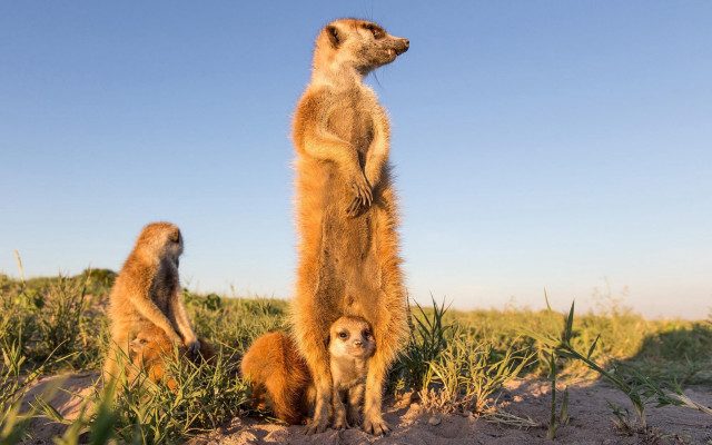 Meerkats sand dunes grassy area free wallpaper for desktop - medium preview image
