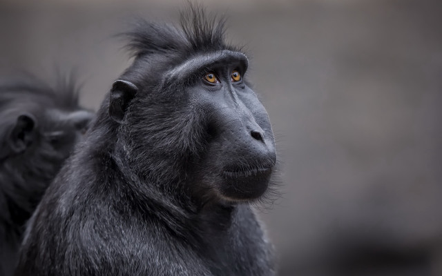 Black monkey long hair concerned free wallpaper for desktop - medium preview image