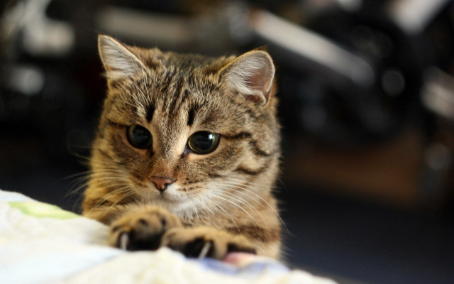 Cat serious bed focus shiba free wallpaper for desktop - medium preview image