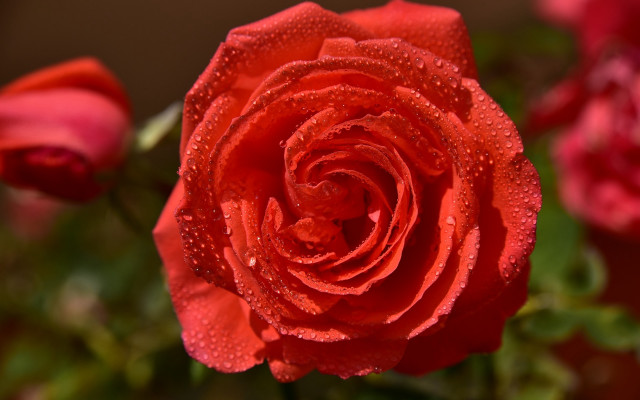 Red rose water droplets macro #31 free wallpaper for desktop - medium preview image