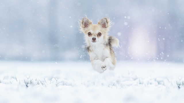 Small dog running snow winter #2 free wallpaper for desktop - medium preview image