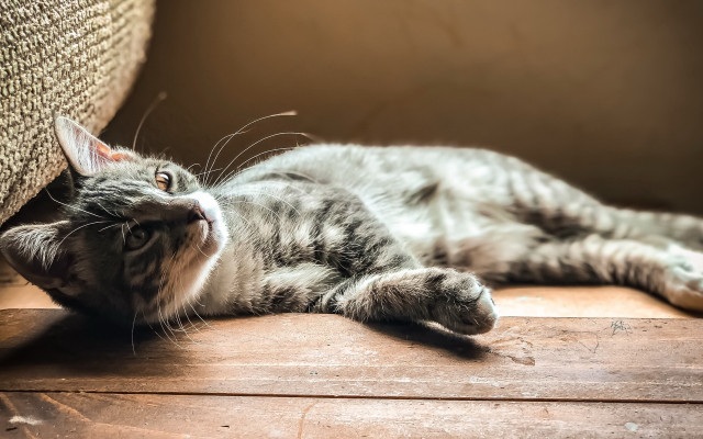 Cat laying outdoor blurry sky free wallpaper for desktop - medium preview image