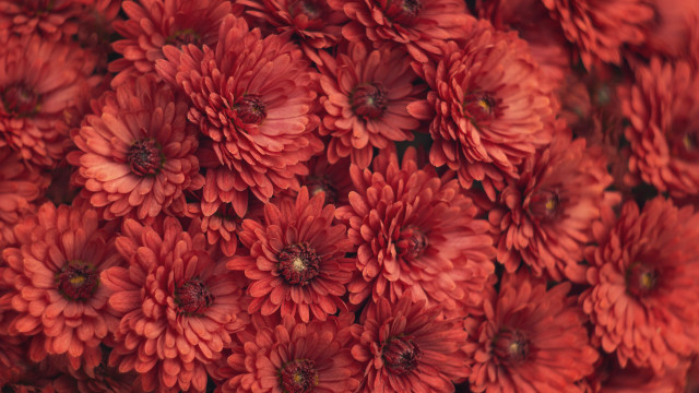 Red flower bouquet macro closeup free wallpaper for desktop - medium preview image