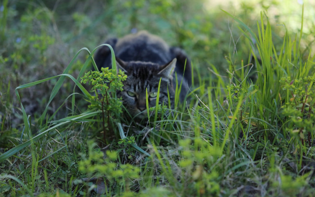 Cat hiding grass daylight ecological free wallpaper for desktop - medium preview image