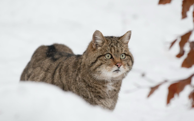 Sad cat snowy background blurry free wallpaper for desktop - medium preview image