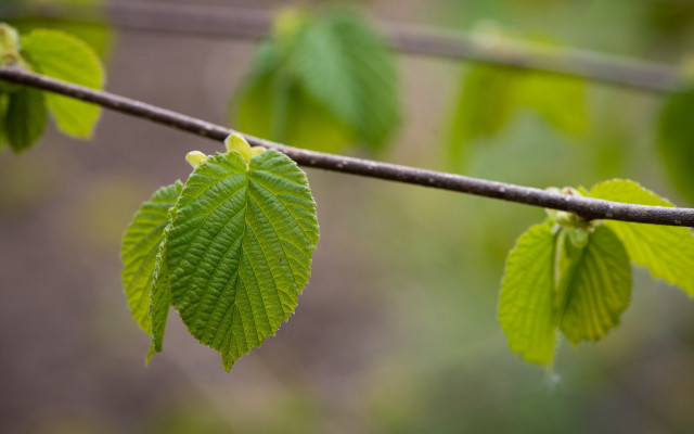 Branch green leaves rain blurry free wallpaper for desktop - medium preview image