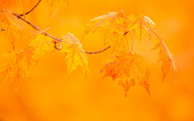 Yellow leaves orange sky fire free wallpaper for desktop - medium preview image
