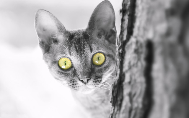 Cat yellow eyes tree trunk free wallpaper for desktop - medium preview image