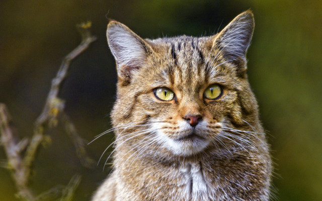 Cat portrait blurry background branch free wallpaper for desktop - medium preview image