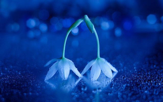 White flowers water droplets blue free wallpaper for desktop - medium preview image