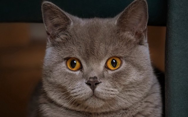 Serious cat yellow eyes chair free wallpaper for desktop - medium preview image