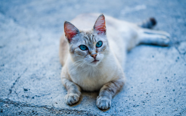 Sad cat blue eyes outdoors free wallpaper for desktop - medium preview image