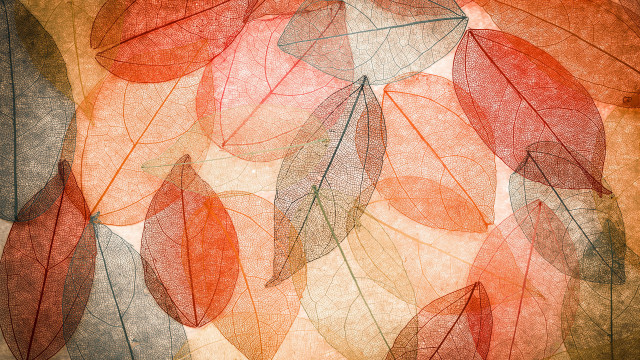 Leaves white background red green free wallpaper for desktop - medium preview image