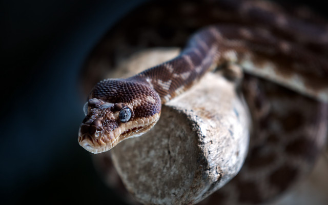 Snake rock cobra portrait 3d free wallpaper for desktop - medium preview image