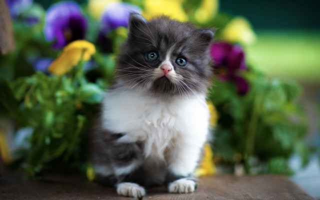 Kitten flowers blue eye blurry #2 free wallpaper for desktop - medium preview image